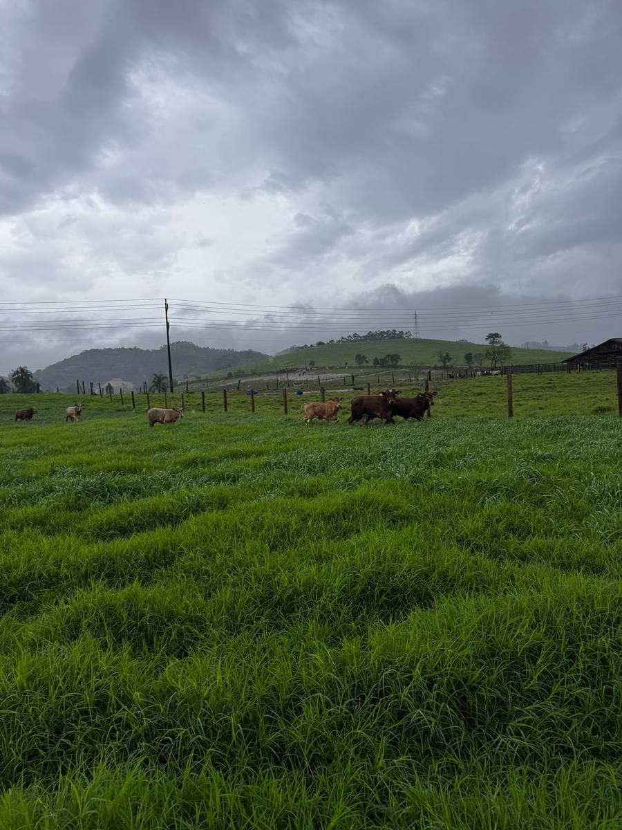 Pasto com gado e morros ao fundo